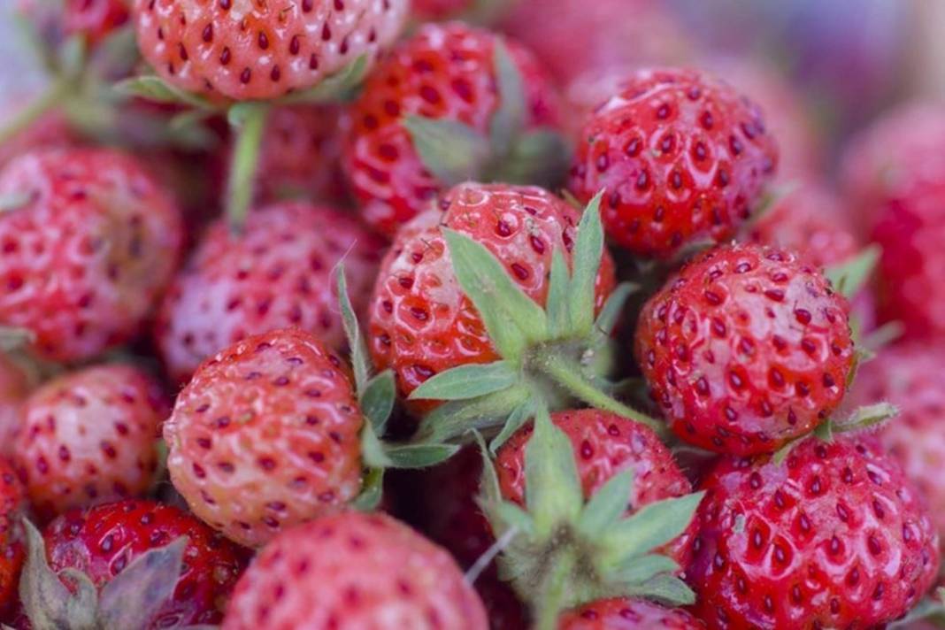 Bu yıl adeta topraktan fışkırıyor, kapış kapış satılıyor! Osmanlı sultanları bu meyve olmadan sofraya oturmazdı 17